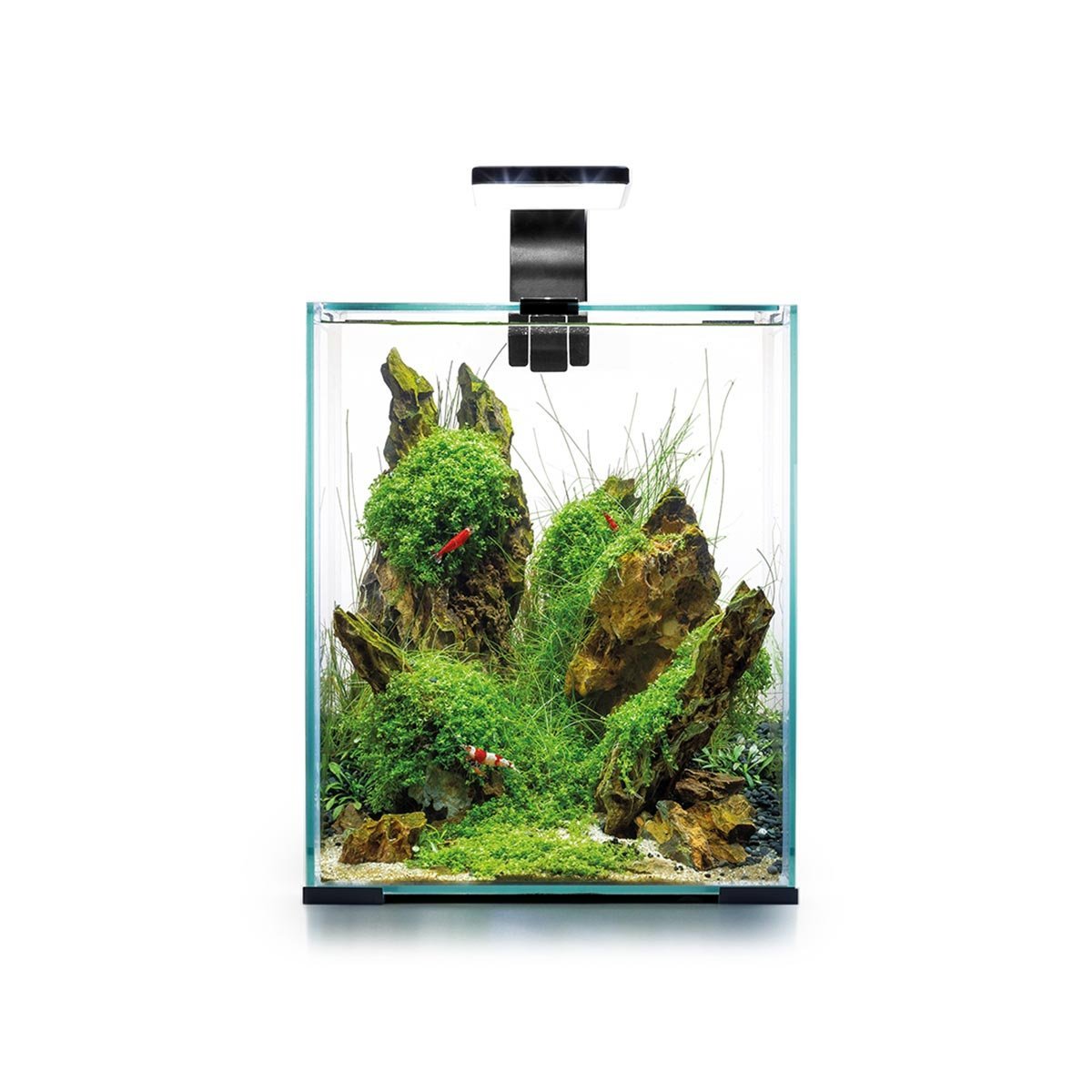 Aquael Shrimp Set Tag und Nacht schwarz 20 Liter, 25 x 25 x 30 cm Nanoaquarium online kaufen