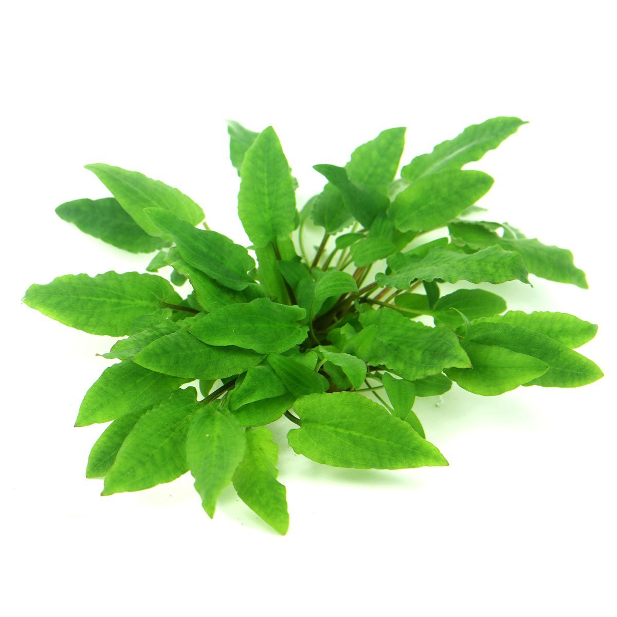 Dennerle Plants Cryptocoryne wendtii ´Broad Leaf´ In-Vitro Aquarium Dekoration online kaufen