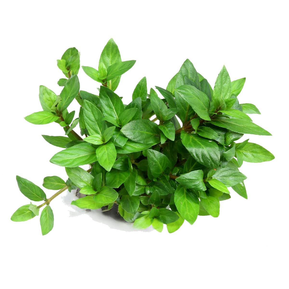 Dennerle Plants Staurogyne repens In-Vitro Aquarium Dekoration online kaufen Dennerle Plants Staurogyne repens In-Vitro Aquarium Dekoration online kaufen