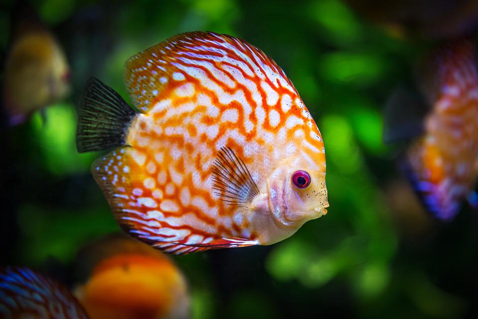 Süßwasser- und Meerwasseraquarium–Unterschiede